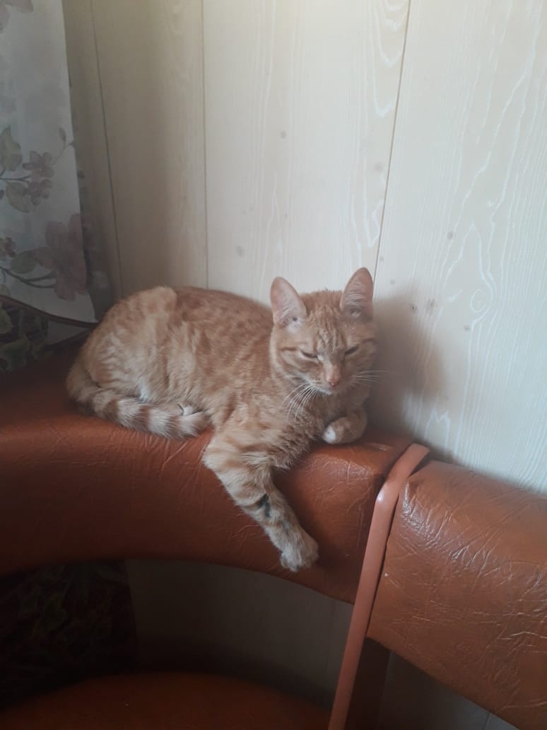 Рыжик